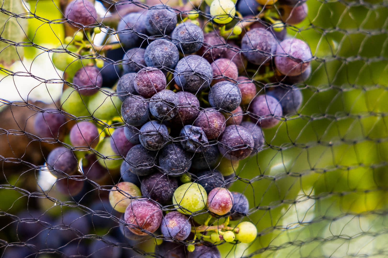 A closeup of round purple and green grapes on the same bunch. They are behind a black wiry fence.