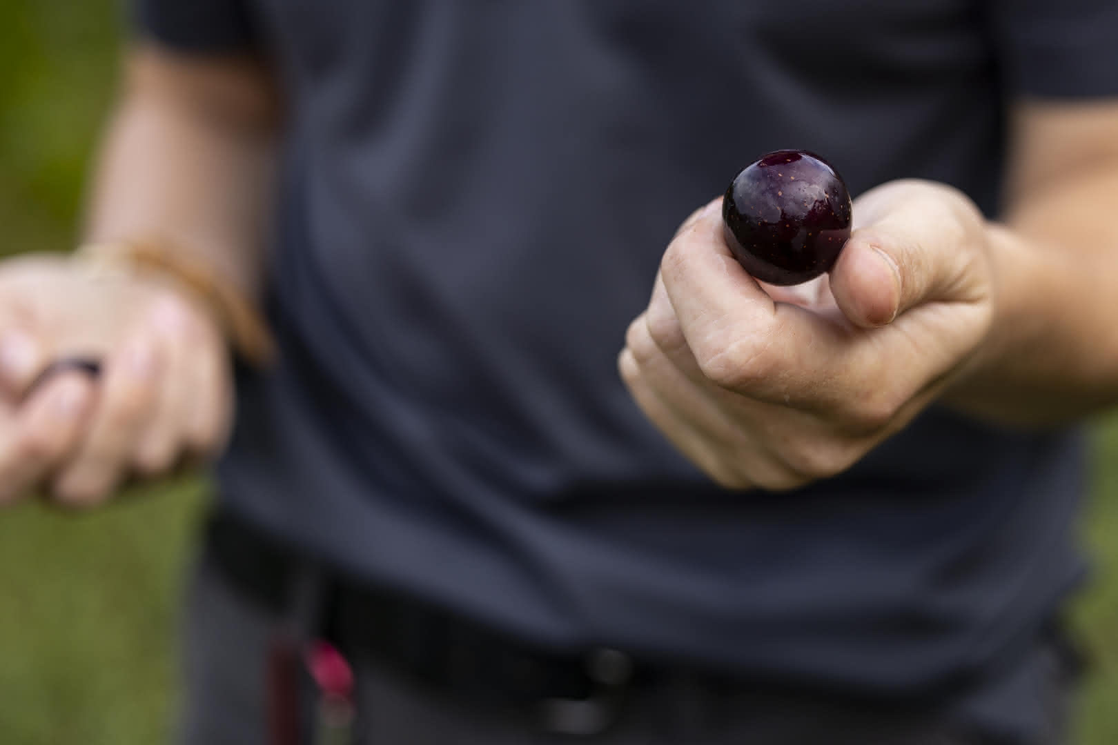 A blurred closeup of a person’s torso in a blue t-shirt. There is one blurred hand and one clear hand holding a single large, purple grape.