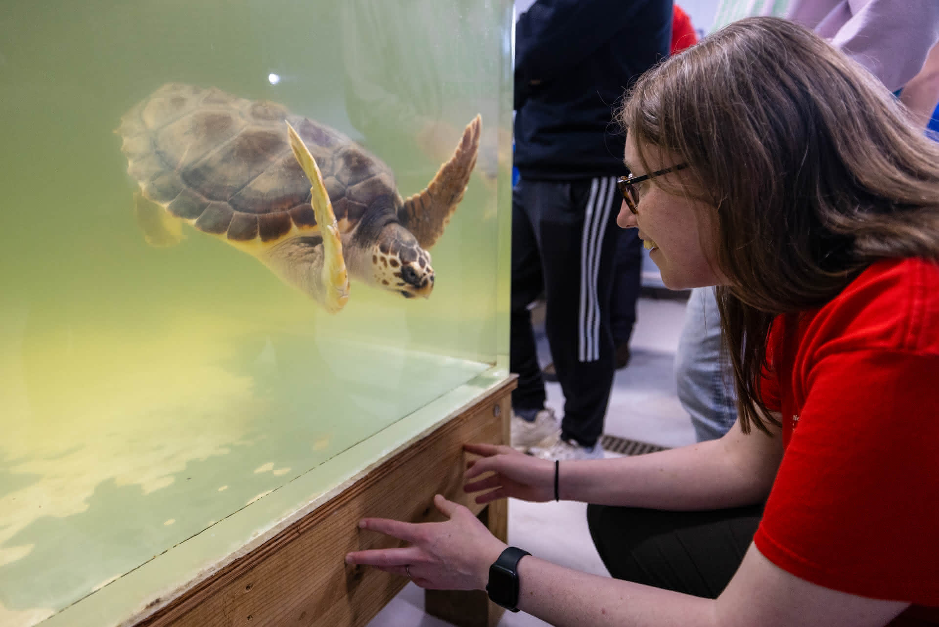 A student looking at a turtle in a tank at an aquarium