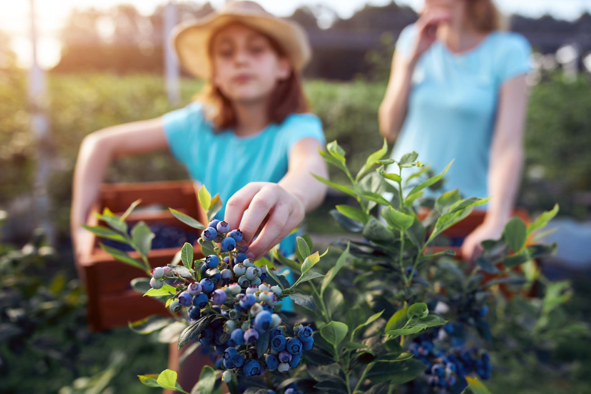 A child picking blueberries from a blueberry bush.