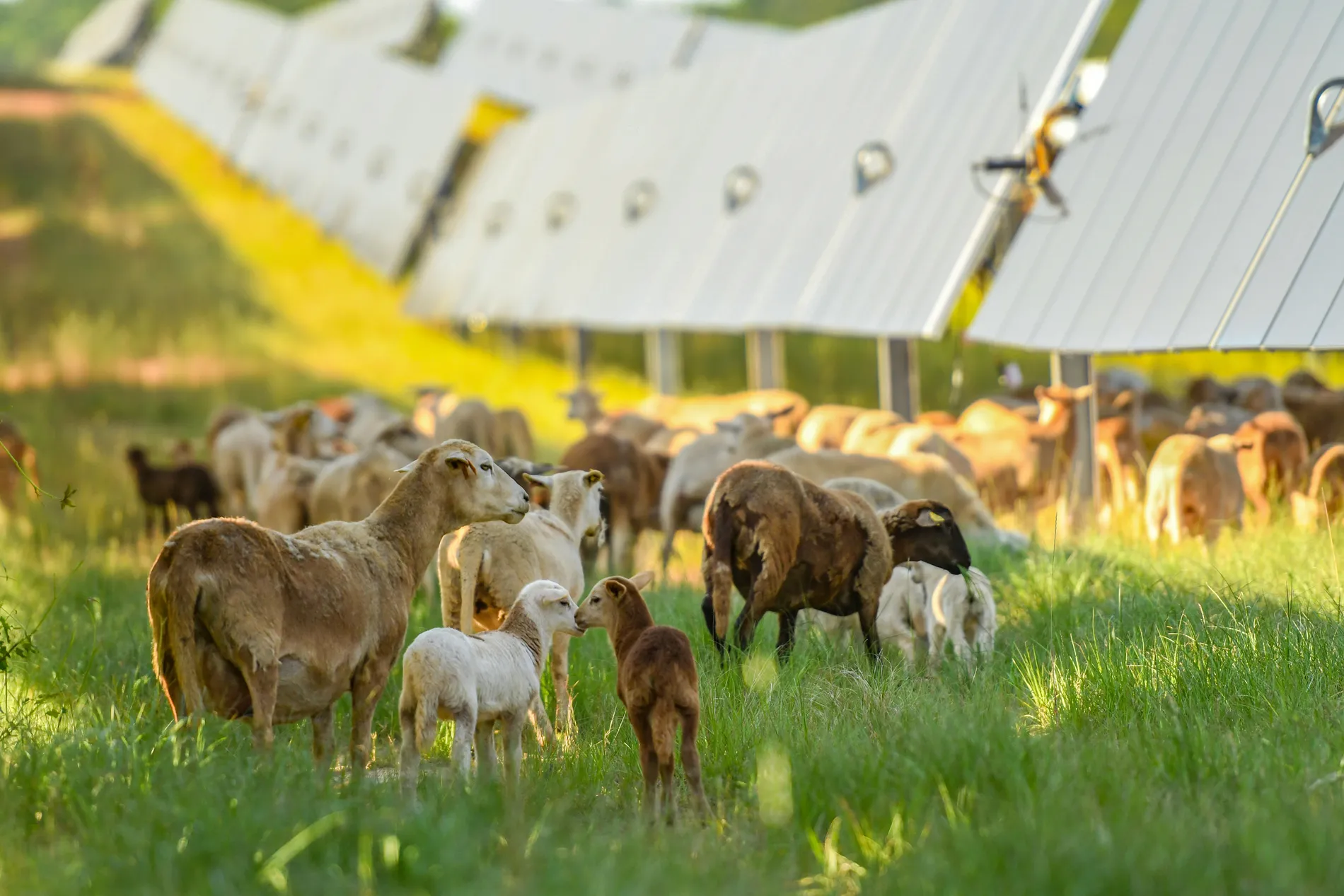 A flock of white and brown sheep in a grassy field next to rows of solar panels.